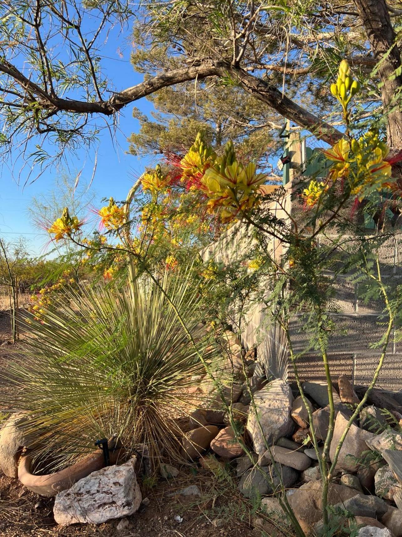 Hole In The Wall Getaway - Usa Mexico Border Bed And Breakfast Columbus Zewnętrze zdjęcie